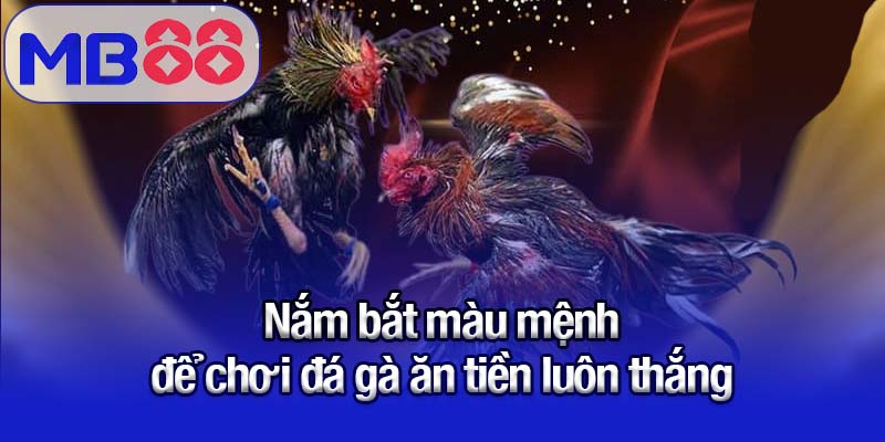 Đá gà ăn tiền tại MB88 - Bí quyết cá cược luôn thắng cho tân thủ 3 Nắm bắt màu mệnh để chơi đá gà ăn tiền luôn thắng