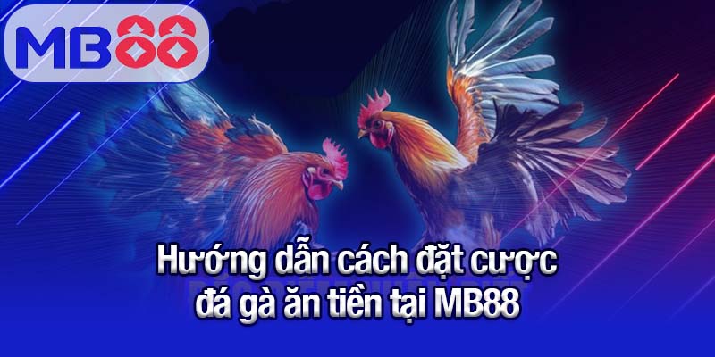 Đá gà ăn tiền tại MB88 - Bí quyết cá cược luôn thắng cho tân thủ 2 Hướng dẫn cách đặt cược đá gà ăn tiền tại MB88
