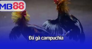 đá gà Campuchia