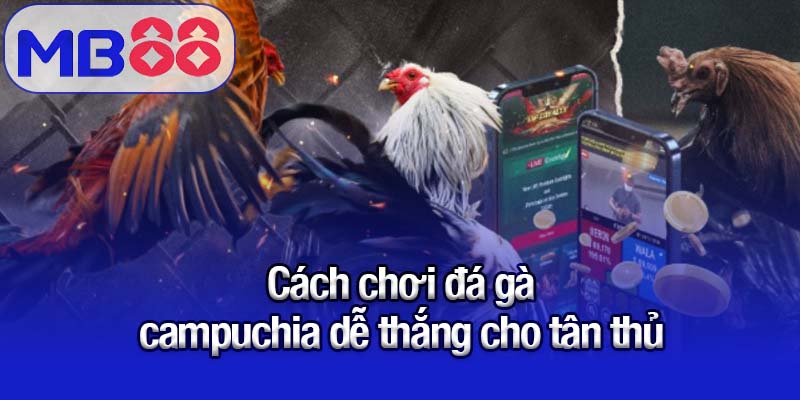 Cách chơi đá gà campuchia dễ thắng cho tân thủ