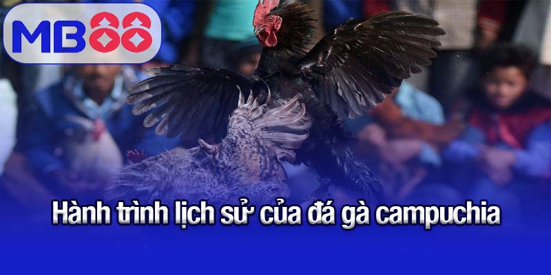 Hành trình lịch sử của đá gà campuchia