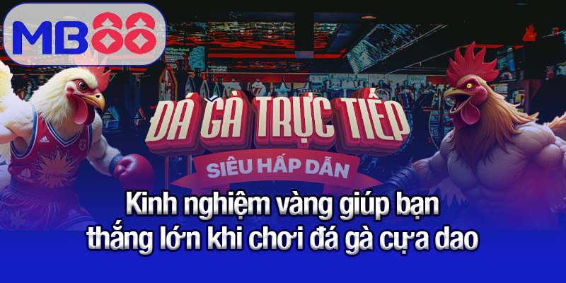 Kinh nghiệm vàng giúp bạn thắng lớn khi chơi đá gà cựa dao