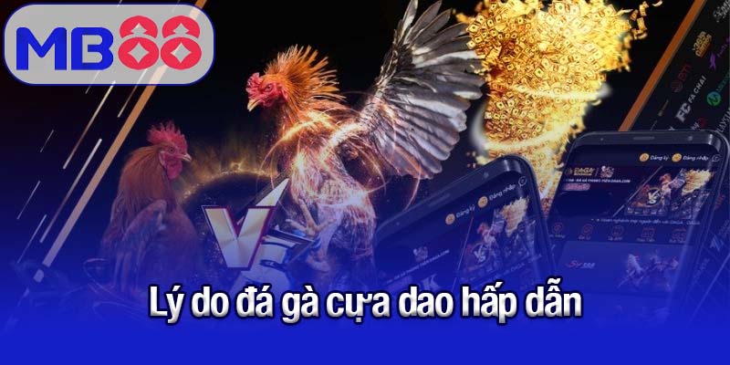 Điều gì khiến đá gà cựa dao hấp dẫn đến vậy?