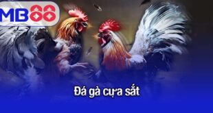 Đá gà cựa sắt