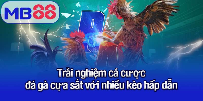 Đá gà cựa sắt Mb88 - Niềm vui bất tận của tín đồ cá cược 2 Trải nghiệm cá cược đá gà cựa sắt với nhiều kèo hấp dẫn
