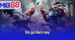 đá gà hôm nay