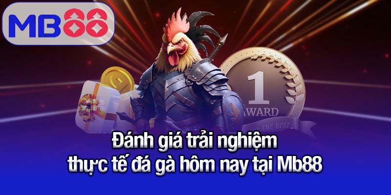 Đánh giá trải nghiệm thực tế đá gà hôm nay tại Mb88