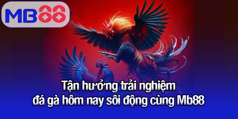 Tận hưởng trải nghiệm đá gà hôm nay sôi động cùng Mb88