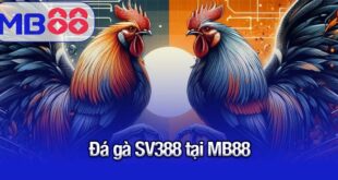 đá gà SV388 tại MB88