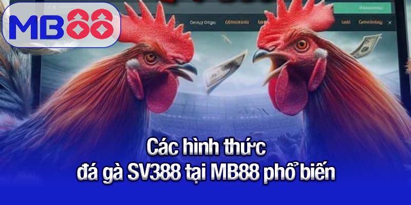 Đá gà SV388 tại MB88 - Trải nghiệm cược an toàn và kịch tính 1 Các hình thức đá gà SV388 tại MB88 phổ biến