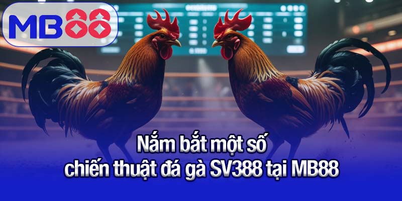 Đá gà SV388 tại MB88 - Trải nghiệm cược an toàn và kịch tính 2 Nắm bắt một số chiến thuật đá gà SV388 tại MB88