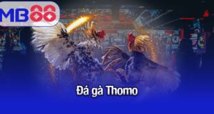 đá gà Thomo