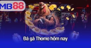đá gà Thomo hôm nay