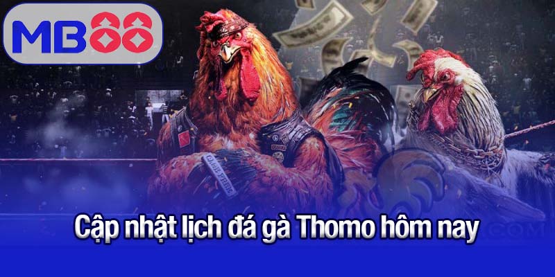 Cập nhật lịch đá gà Thomo hôm nay 