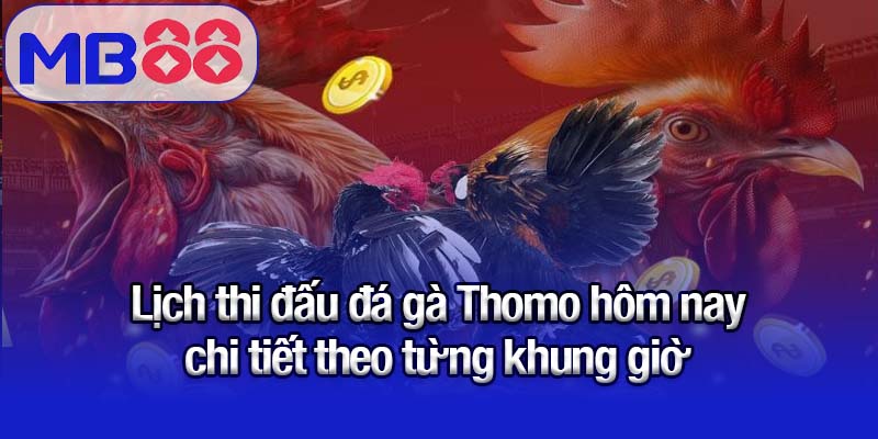 Lịch thi đấu đá gà Thomo hôm nay chi tiết theo từng khung giờ