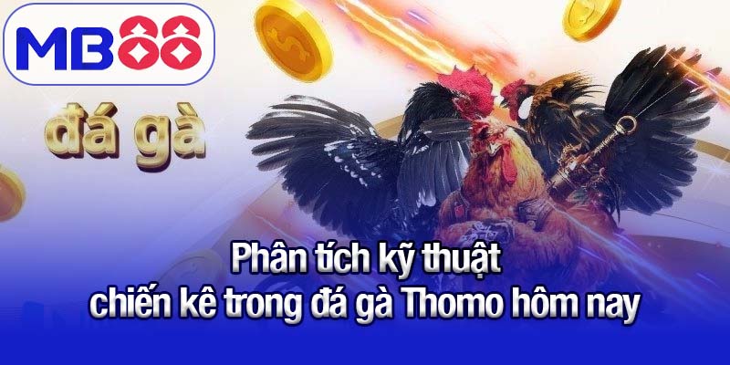 Phân tích kỹ thuật chiến kê trong đá gà Thomo hôm nay