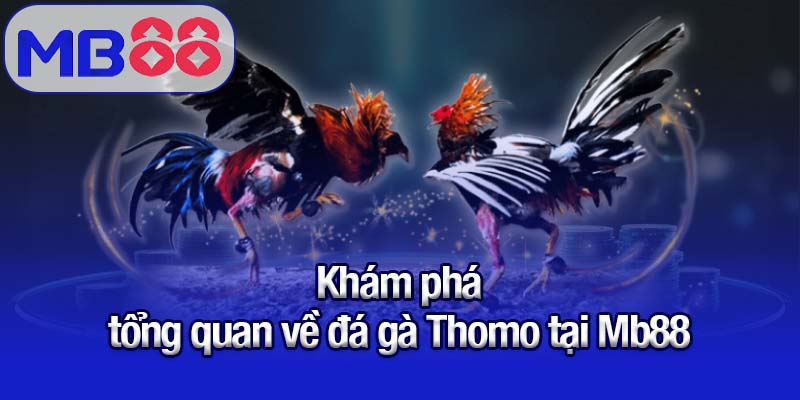 Khám phá tổng quan về đá gà Thomo tại Mb88