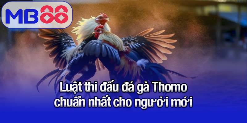 Luật thi đấu đá gà Thomo chuẩn nhất cho người mới