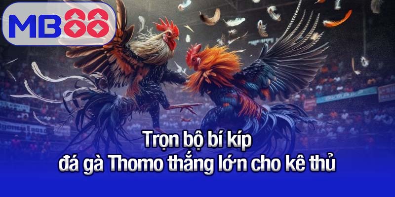 Trọn bộ bí kíp đá gà Thomo thắng lớn cho kê thủ