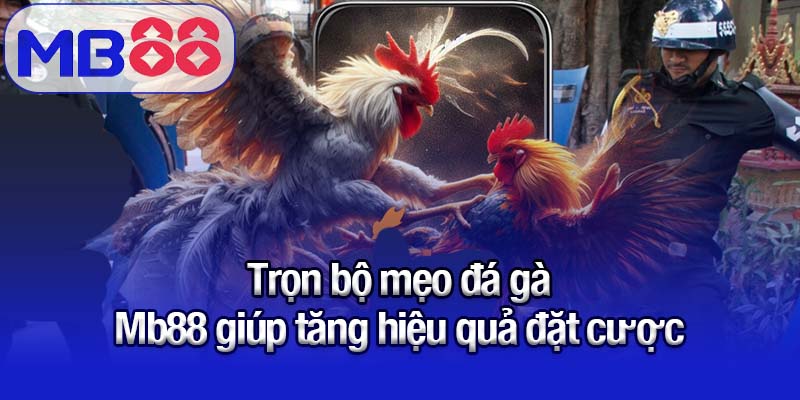 Mẹo đá gà MB88 - Tăng khả năng dự đoán chuẩn xác 2 Trọn bộ mẹo đá gà Mb88 giúp tăng hiệu quả đặt cược