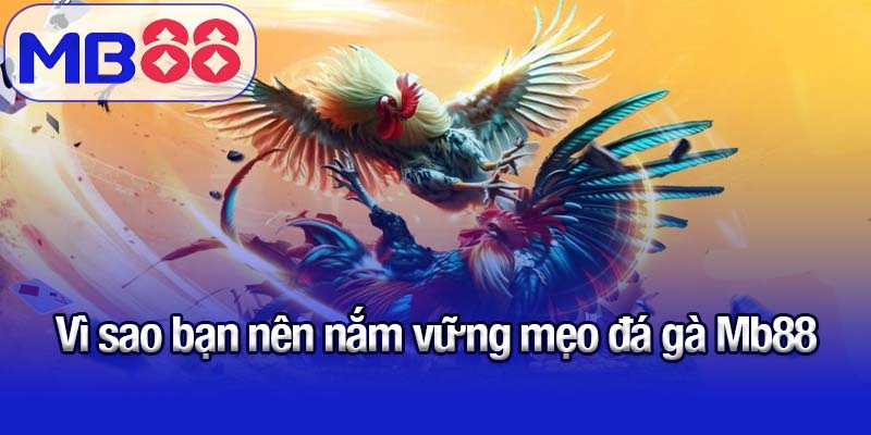 Mẹo đá gà MB88 - Tăng khả năng dự đoán chuẩn xác 1 Vì sao bạn nên nắm vững mẹo đá gà Mb88