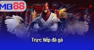 Trực tiếp đá gà