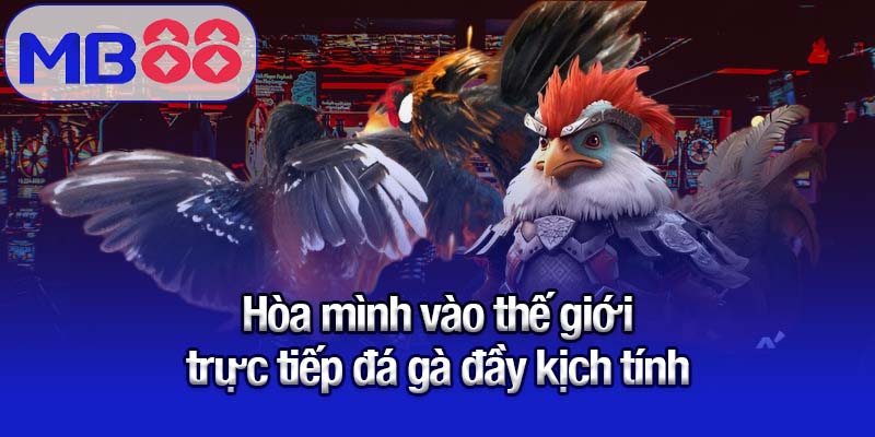 Hòa mình vào thế giới trực tiếp đá gà đầy kịch tính